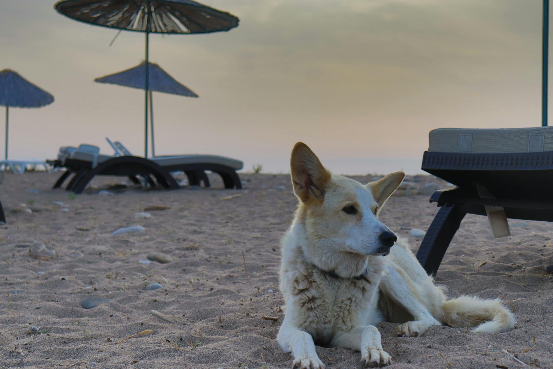 Pies odpoczywający na spokojnej plaży w Chorwacji o zachodzie słońca