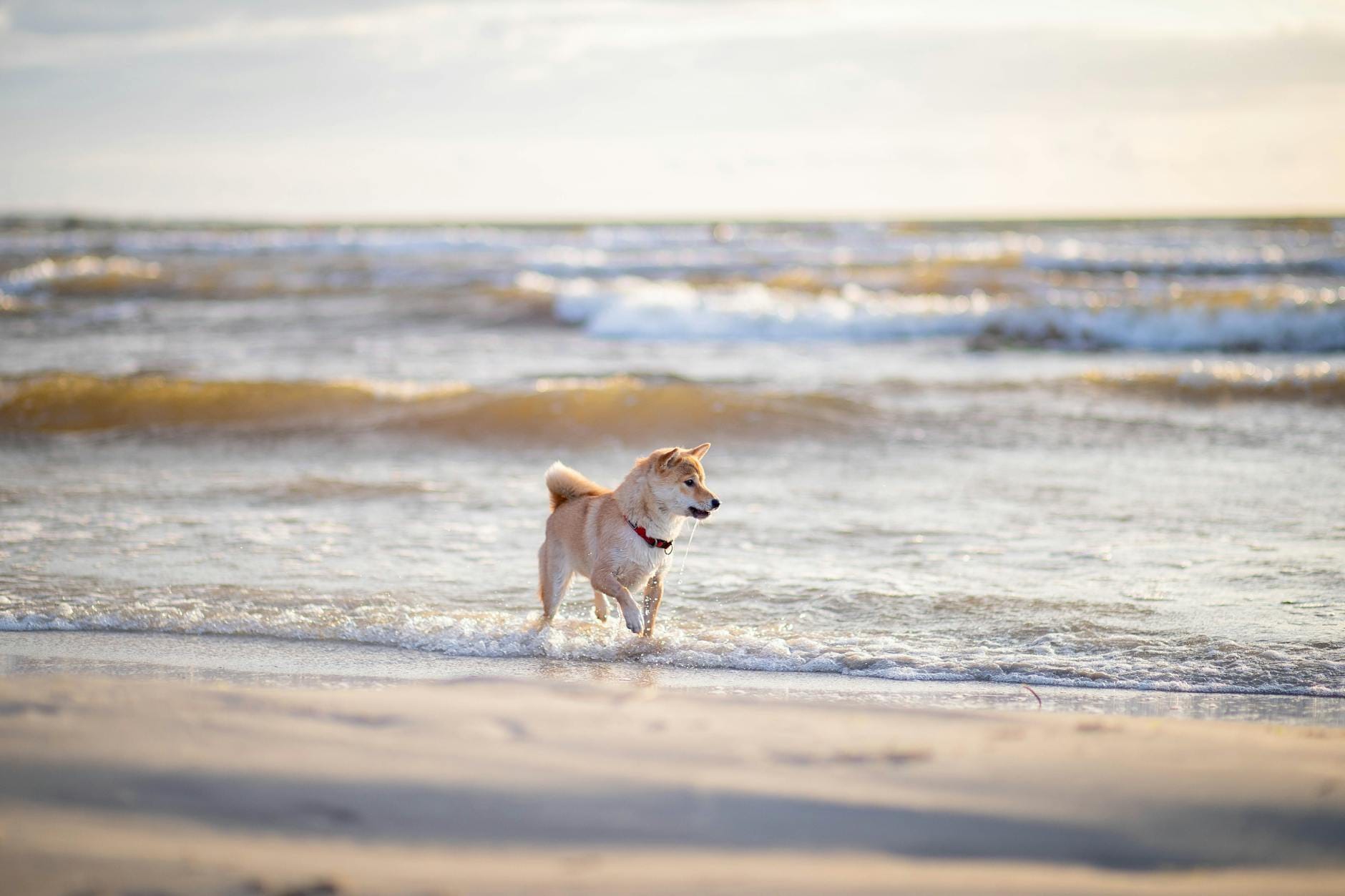 Pies rasy shiba inu biegnący po piaszczystej plaży nad morzem