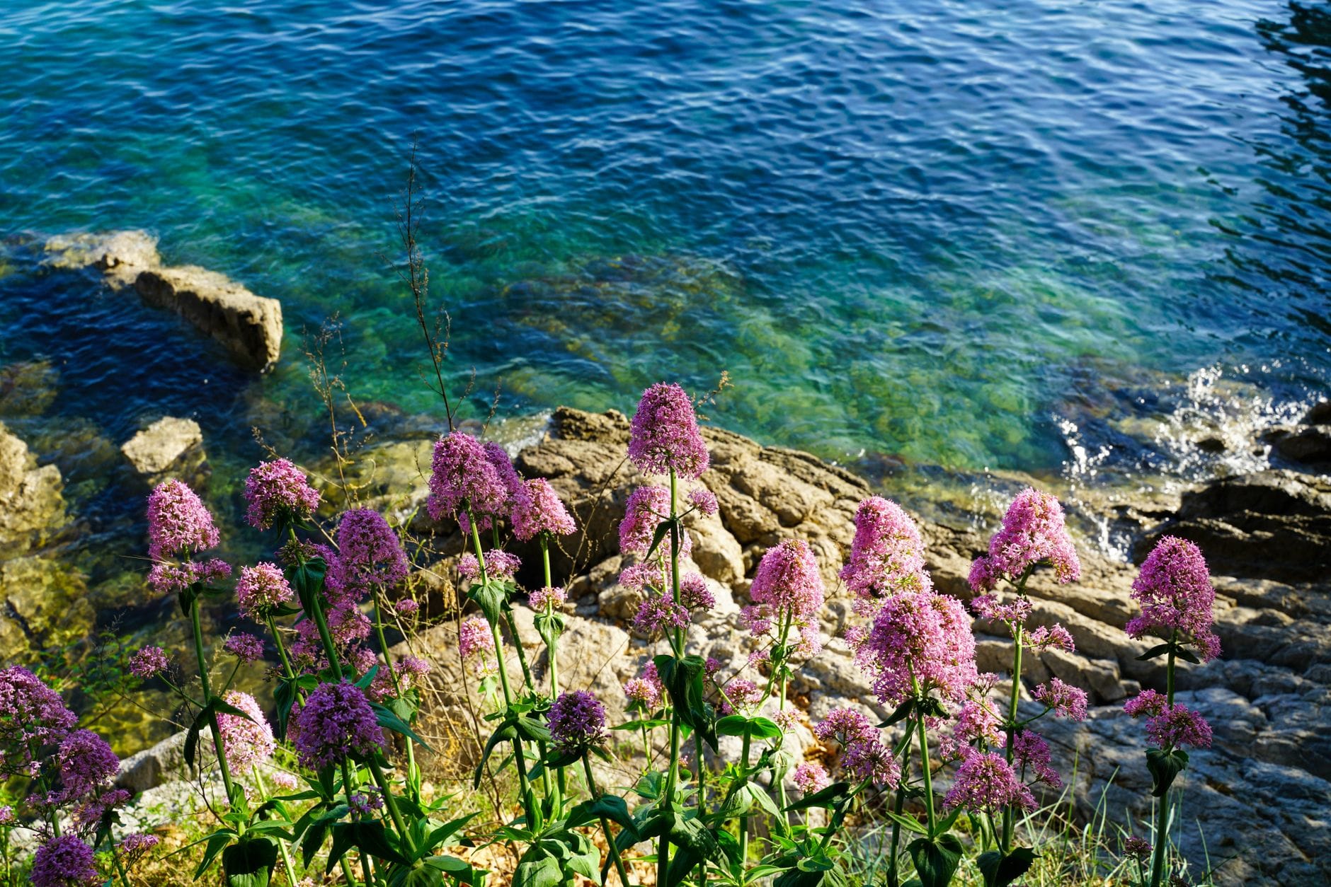 Jak zmienia się chorwacka flora i fauna między północą a południem wybrzeża Adriatyku